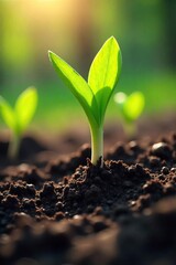 Delicate Spring Roots Emerging Through Dark Soil, Sunlight Illuminating Vibrant Green Shoots - New Growth and Rebirth