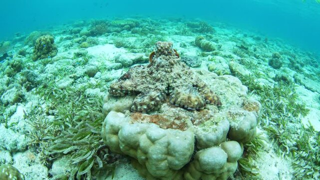A Day octopus, Octopus cyanea, explores the seafloor of a shallow reef and seagrass meadow in Wakatobi National Park, Indonesia. These aggressive octopus will cannibalize smaller individuals.