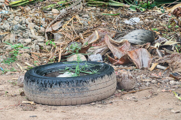 Small papaya seedling emerging inside old tire filled with soil