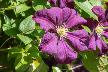 Large pink clematis bloom. Wall climbing plant.