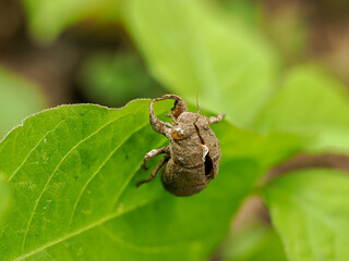 小さな蝉の脱け殻
