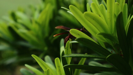 Obraz premium Close-up view of vibrant green foliage with a small, dark flower, showcasing nature's beauty.