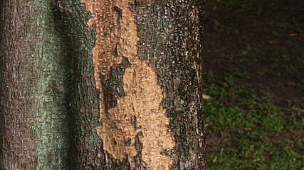Obraz premium Tree trunk damage showing extensive bark beetle infestation.