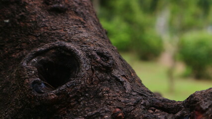 Close-up of a dark, textured tree trunk with a hollow, revealing a blurred green background.