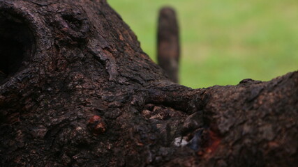 Fototapeta premium Close-up of a dark, textured tree branch against a blurred green background, showing details of the bark.