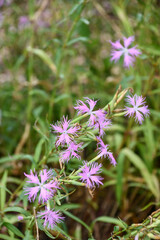 Obraz premium カワラナデシコ Fringed Pink