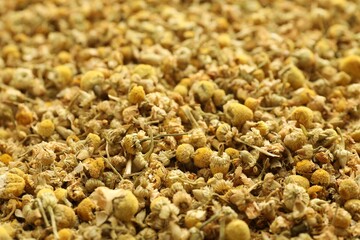 Dry chamomile flowers as background, closeup view