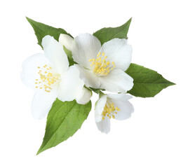 Obraz premium Beautiful jasmine flowers with green leaves isolated on white
