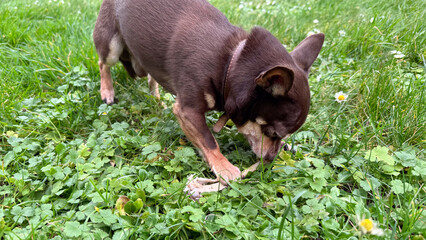 Small brown chihuahua dog playing with a bone in the grass