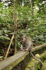 Obraz premium Cute monkey eating banana on low stone wall in park