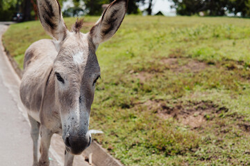 donkey in a thicket outdoors