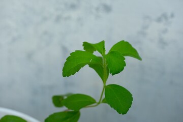Fresh Stevia leaves (Stevia rebaudiana Bertoni) growth in pot. Organic natural sweetener. Alternative Low Calorie Sweetener
