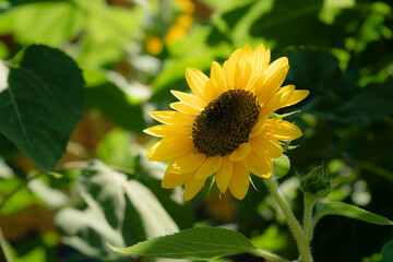 sunflower in the garden