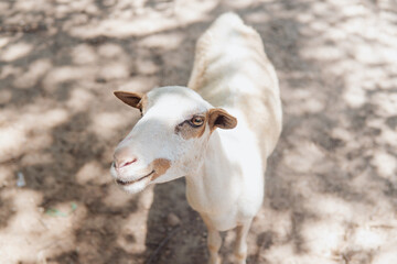 Obraz premium beautiful goat locked in a corral