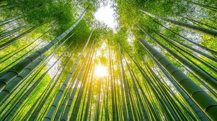 Lush bamboo forest, sunlight filtering through