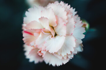 Pink and white dianthus carnation close up
