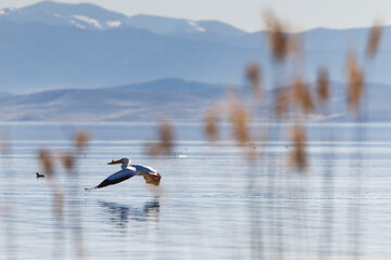 Pelican flying over a lake through the reeds