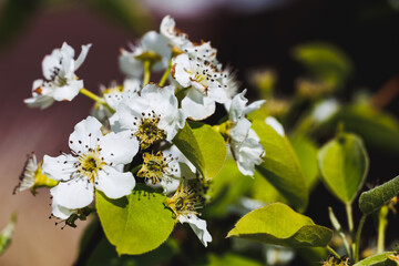Blooming plum tree branch