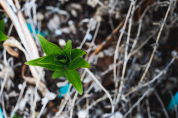 Greet lily flower plant growing in a planter