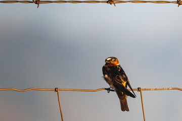 Portrait of an American cliff sweller perched on a wire fence