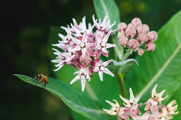 Pink milk weed flowers blooming with a bee on a leaf