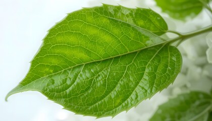 Obraz premium Wisteria Leaf (Foglia di Glicine) Close-Up Isolated on White Background – Version 2