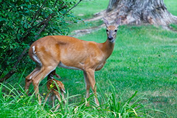 Suburban Deer with its Fawn