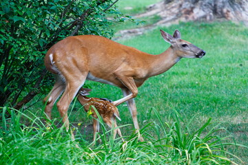 Suburban Deer with its Fawn