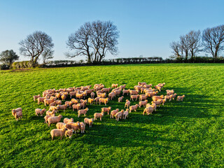 Sheep on Farms fron a drone, Torquay, Devon, England