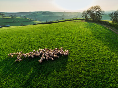 Sheep on Farms fron a drone, Torquay, Devon, England