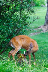 Suburban Deer with its Fawn