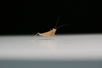  “Mantis in the Silent Night”