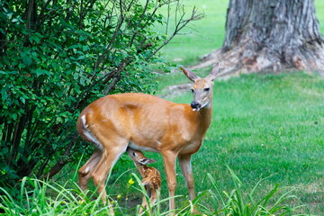 Suburban Deer with its Fawn