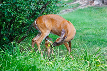 Suburban Deer with its Fawn