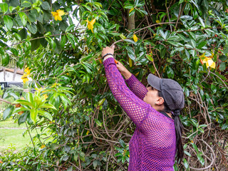 Woman Pruning Plants in a Tropical Garden, hands