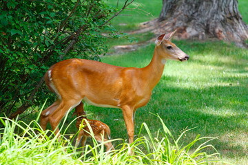 Suburban Deer with its Fawn