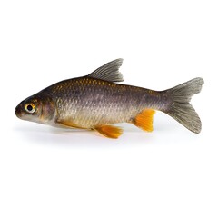 Fototapeta premium Side view of a small fish against a white background.