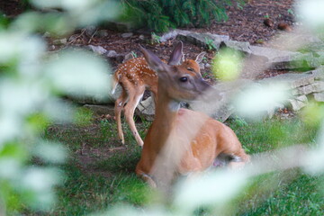 Suburban Deer with its Fawn