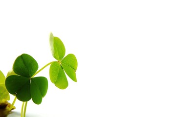 Close-up of vibrant clover leaves against a plain white background.