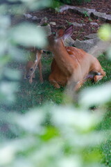 Suburban Deer with its Fawn