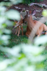 Suburban Deer with its Fawn