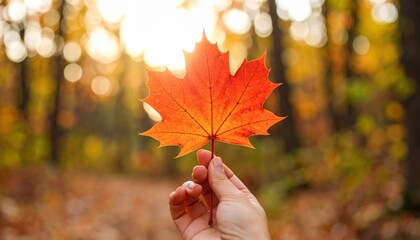 Hand Holding Vibrant Autumn Maple Leaf In Forest