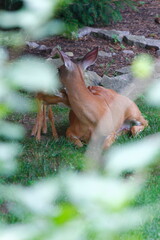 Suburban Deer with its Fawn