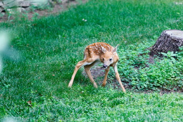 A Fawn in a Suburban Backyard