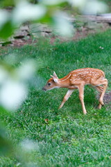 A Fawn in a Suburban Backyard