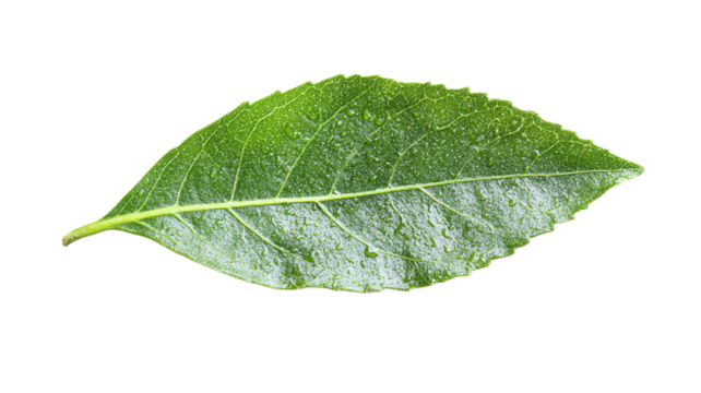 Close-up of a single, vibrant green leaf with water droplets