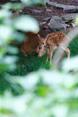 Suburban Deer with its Fawn