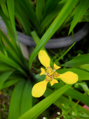 Iris pseudacorus, the yellow flag, yellow iris, or water flag, is a species of flowering plant in...