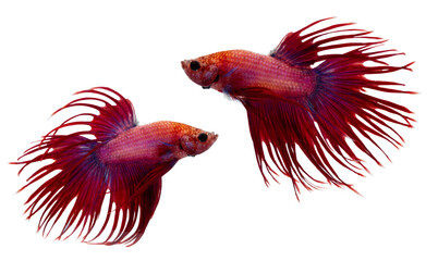 Two vibrant red and purple Siamese fighting fish with Crown tail facing each other in dynamic...
