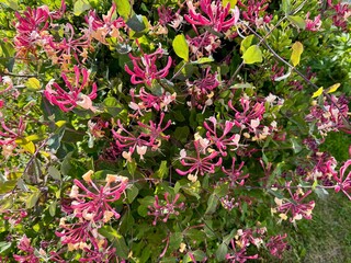 Common European honeysuckle, close up